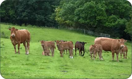 Limousin cross heifers and cows and calves