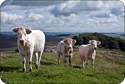 Whitebred Shorthorn heifers and a young bull at Sewing Sheilds Crag on Hadrian's Wall