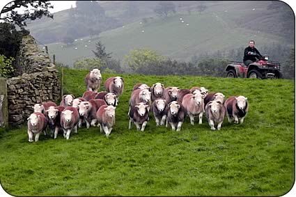 Herdwicks