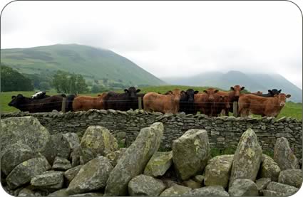 Limousin cross suckled calves