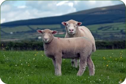 Ewes in August with their July-born lambs