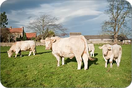 Alwent cows and calves