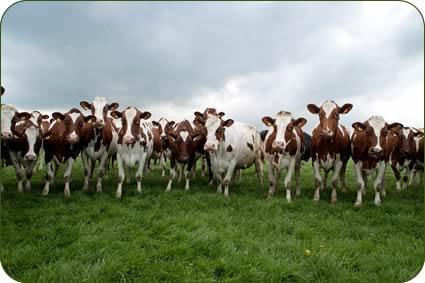 Ayrshires at Rosewain Farm