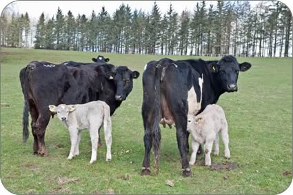 Cows and spring born calves