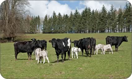 Cows and spring born calves