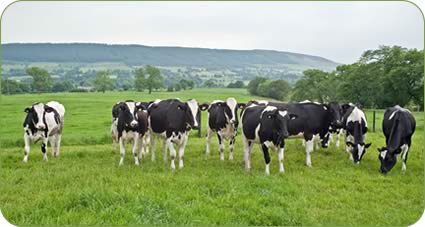 In calf heifers