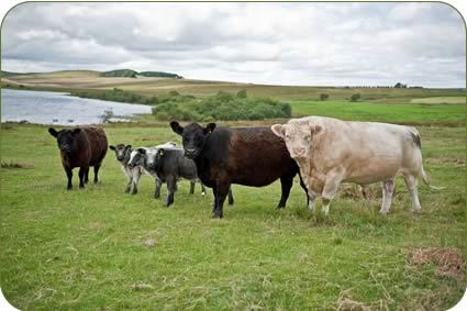 Whitebred Shorthorn Bull, Galloway Cows and Blue Grey Calves