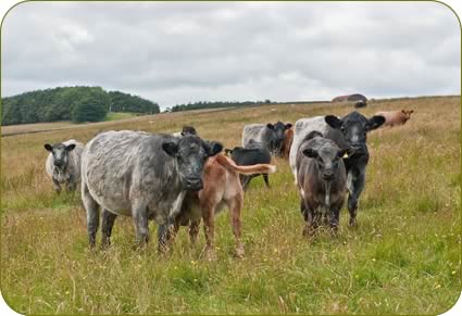 Blue Grey Cows and Limousin X Calves