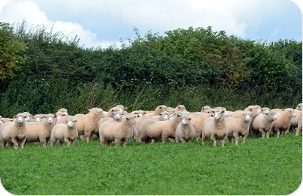 ewe lambs on red clover